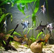 Exploring Aquarium Supplies & Pond Supplies – Different Kits for Different Environments