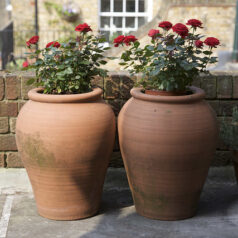 Give Your Loved One Potted Flowers For Valentines Day